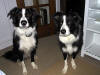 images/Maggie & Fergus at the Office.JPG